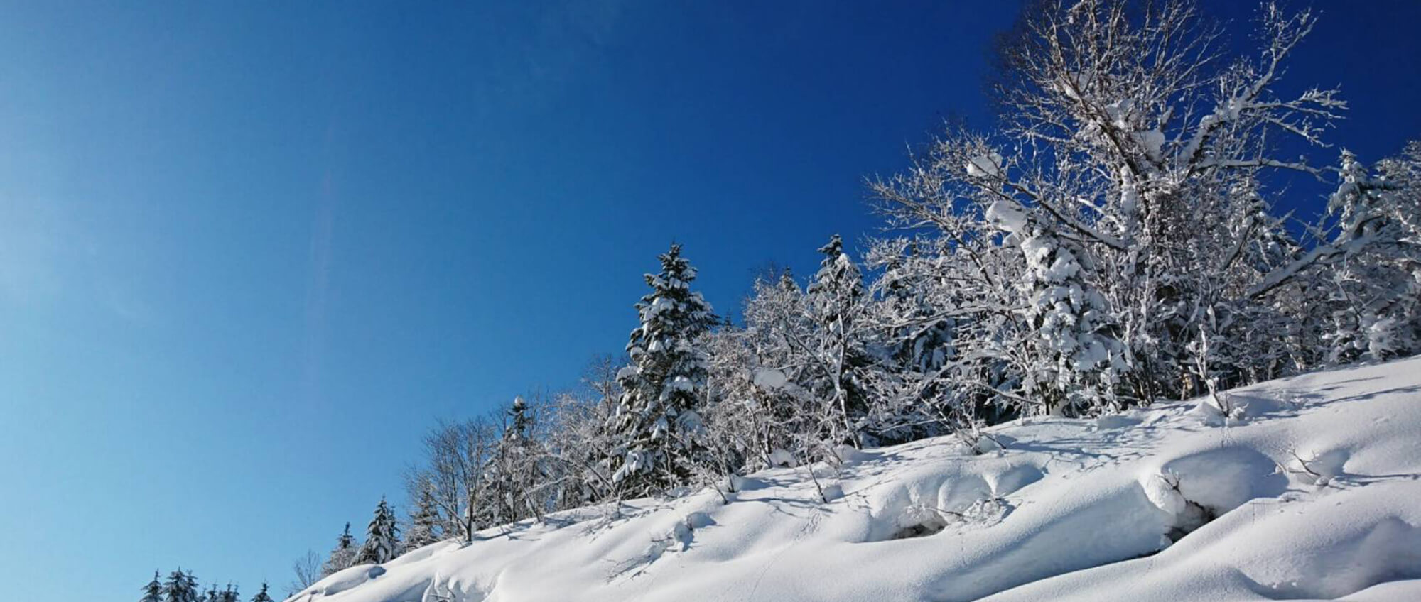 除排雪請負業